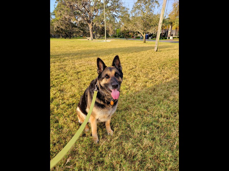 VIP_2023_images_shep2